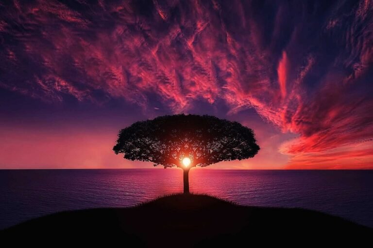 Pink Sunset behind the tree