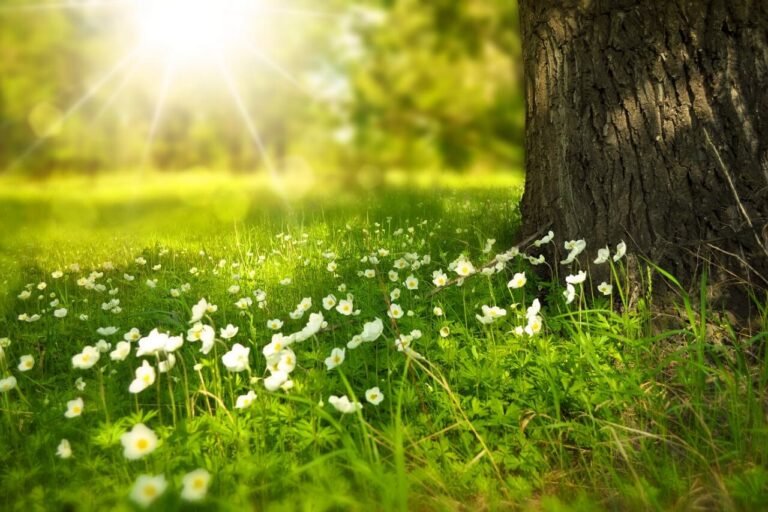 Daisy Flower Field in Sunlight