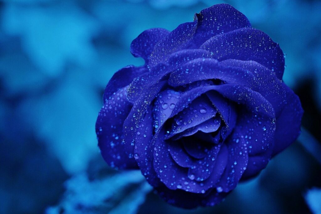 Blue Rose Portrait | 4KWallpaper.in