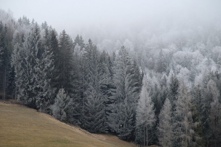 Snow Covered Fir Trees