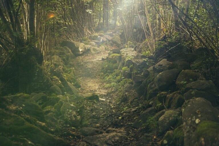 Inside Jungle