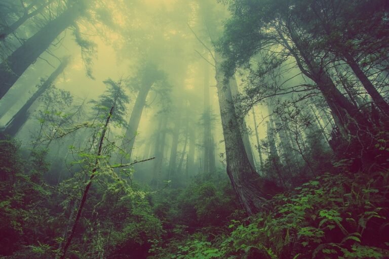 inside the jungle