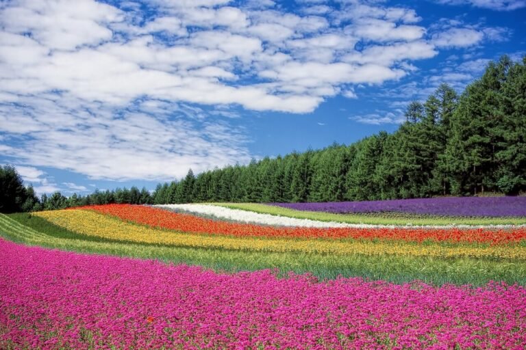 Multi-color Flowers Field Wallpaper